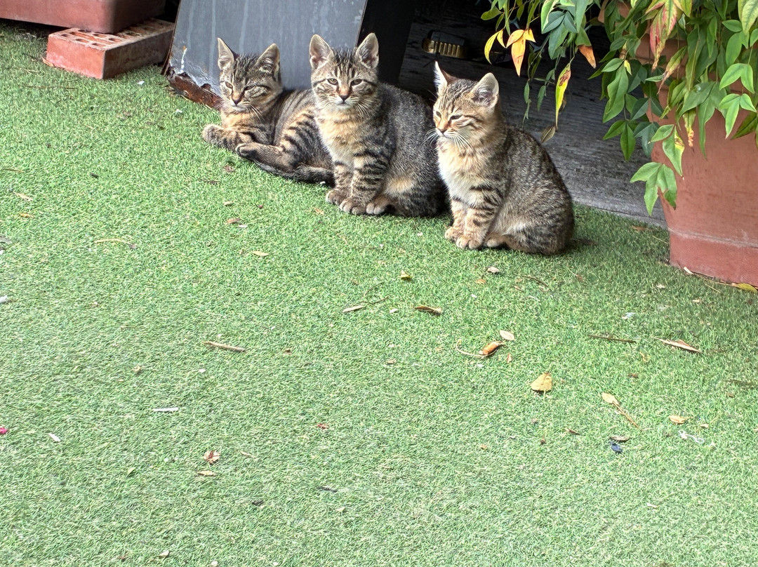 Hotel Il Cavalier D'Arpino主图