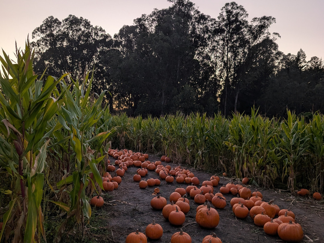 Arata Pumkin Farm-半月湾必去景点
