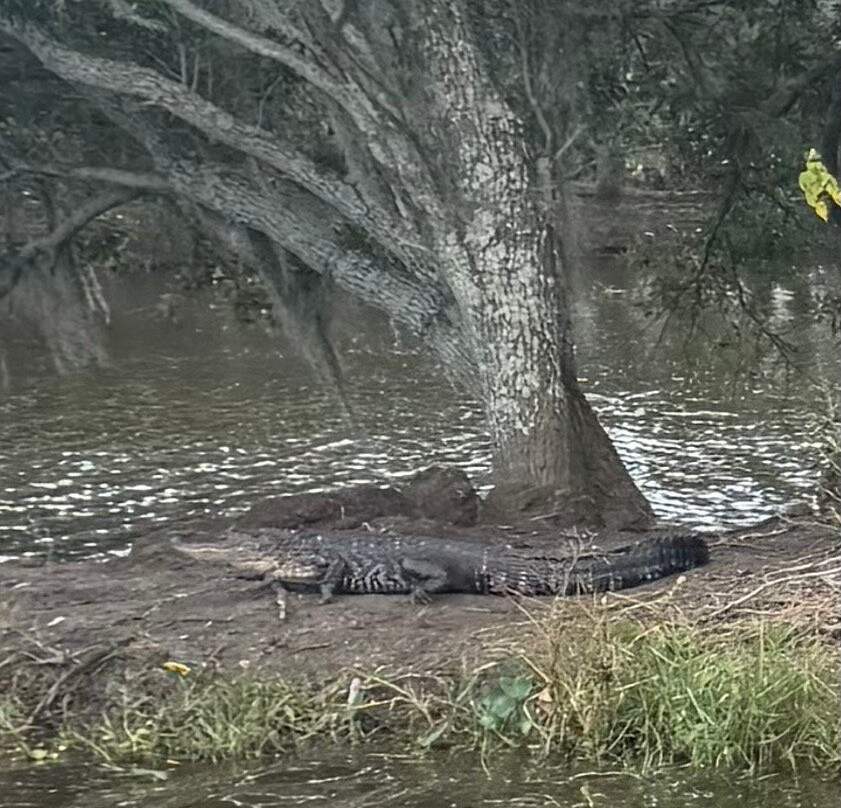 Louisiana Swamp Tours-布里奥克斯桥必去景点