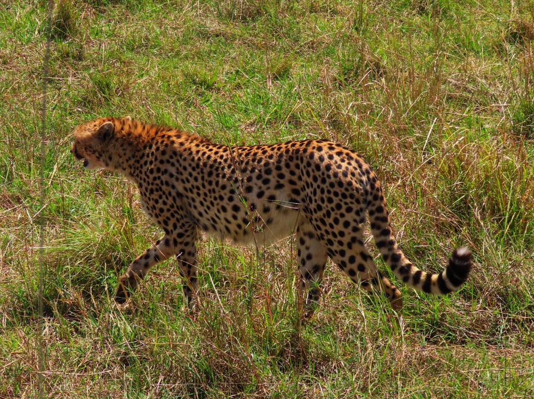 Bateleur Eagle Safaris-内罗毕必去景点
