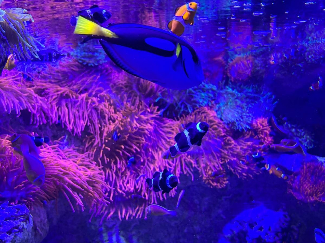 Seaquarium Institut Marin-勒格罗迪鲁瓦必去景点