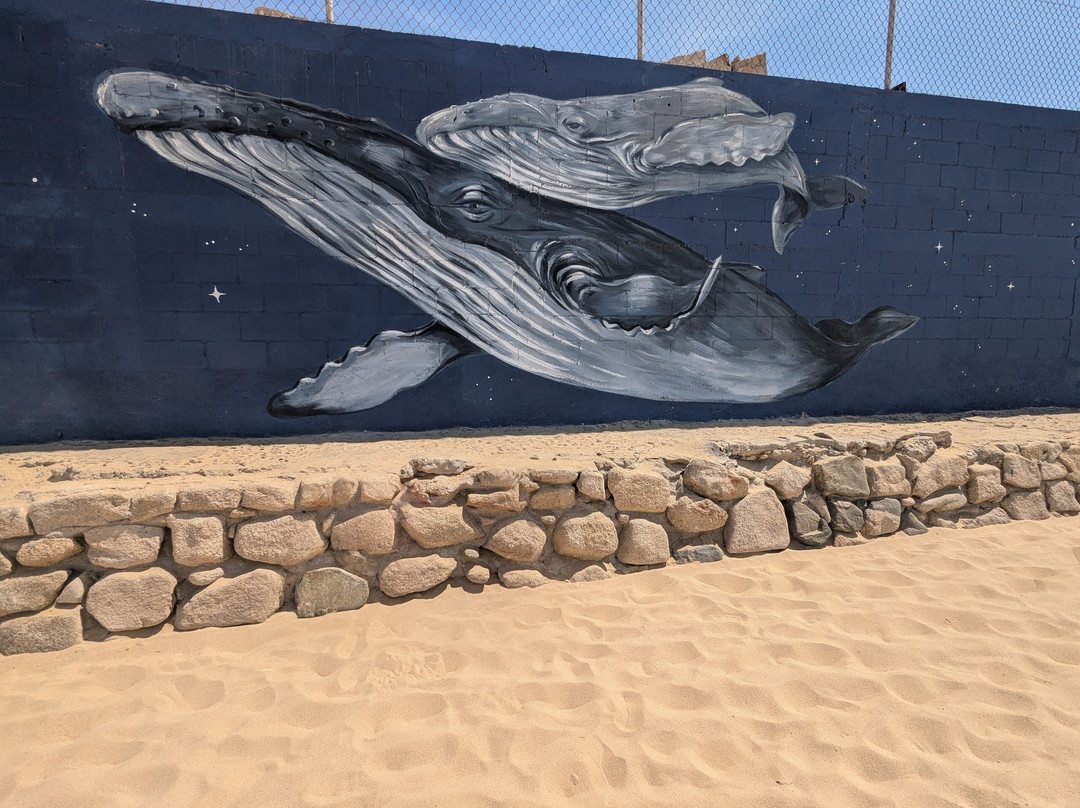 Cannery Beaches-卡波圣卢卡斯必去景点