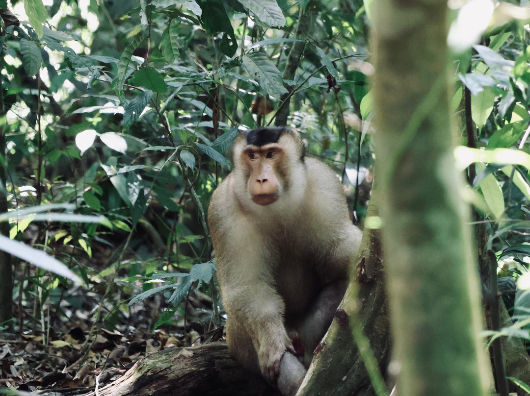 Sumatra Orangutan Explore-武吉拉旺必去景点