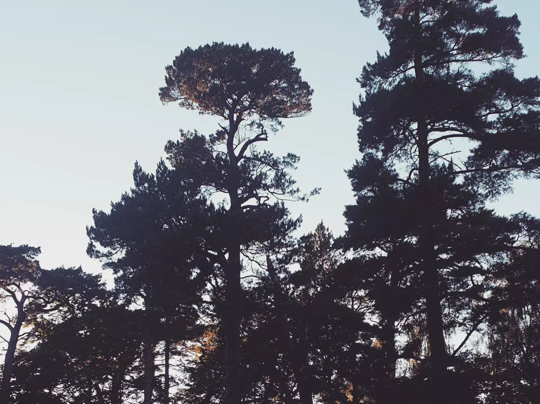 Birute's Hill-帕兰加必去景点