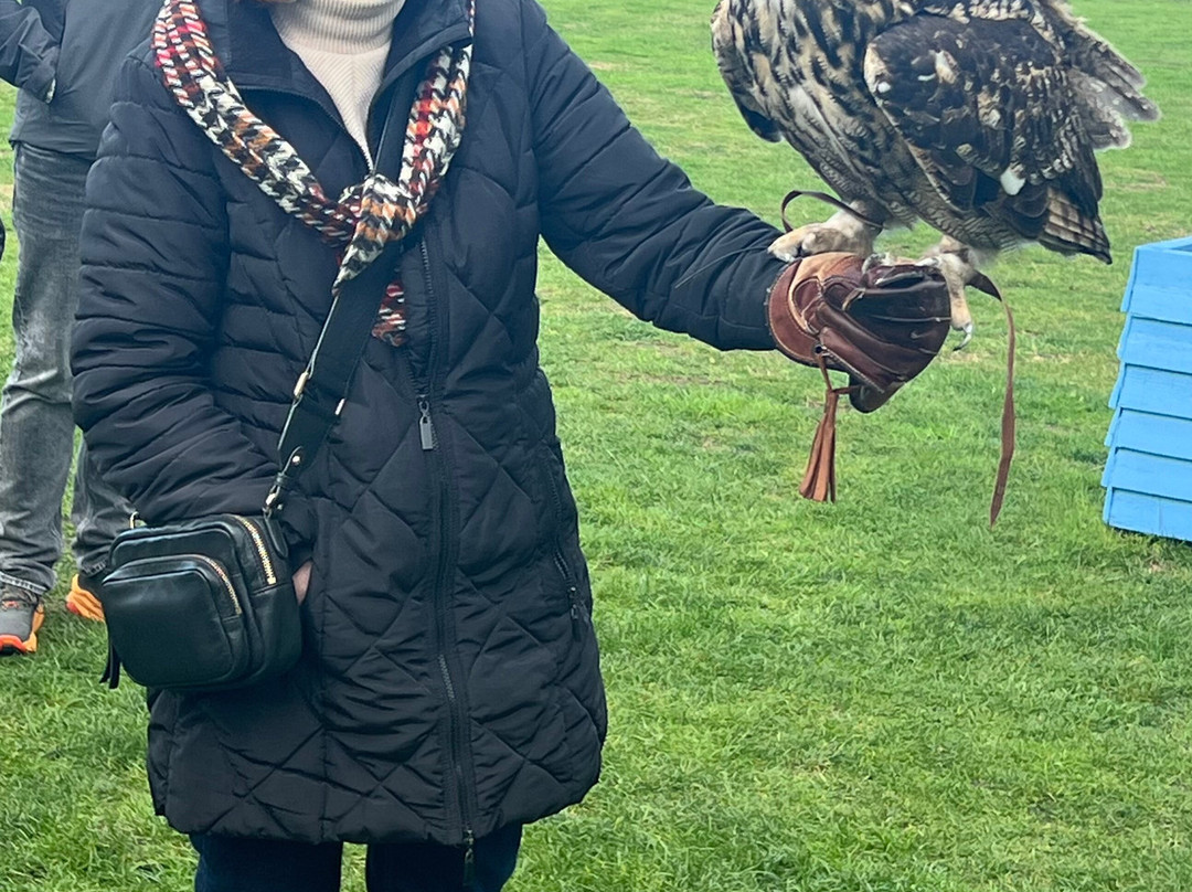 Feathers and Fur Falconry Centre-布拉克内尔必去景点