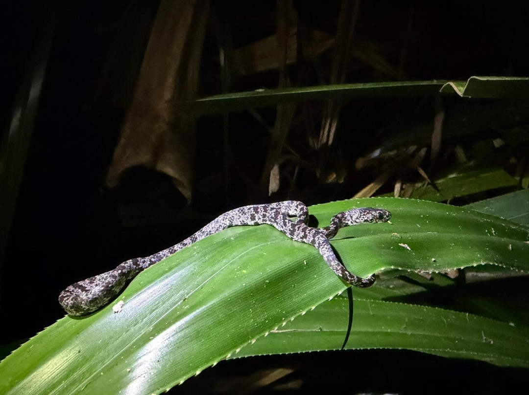 Harpy Eagle Tortuguero-托图杰多必去景点