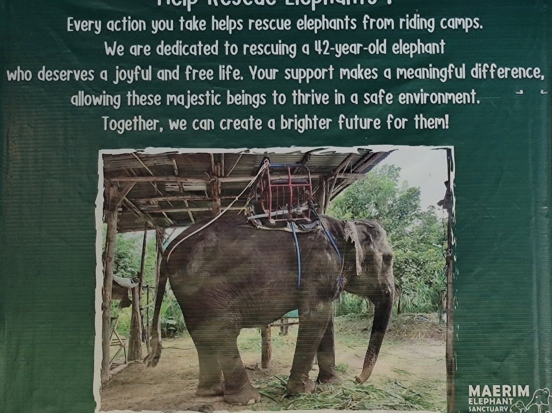 Maerim Elephant Sanctuary-夜林必去景点