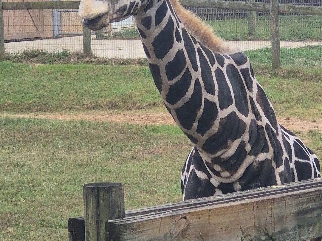 Alabama Gulf Coast Zoo-格尔夫海岸必去景点