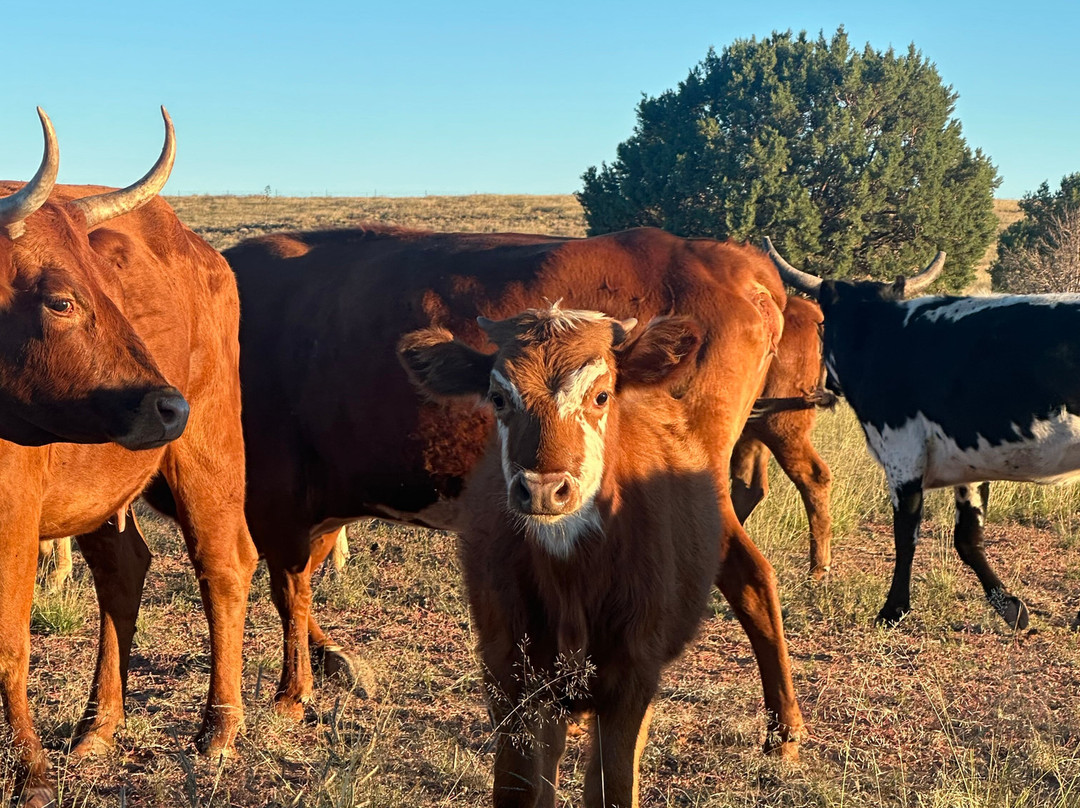 Double R Ranch-Elgin必去景点