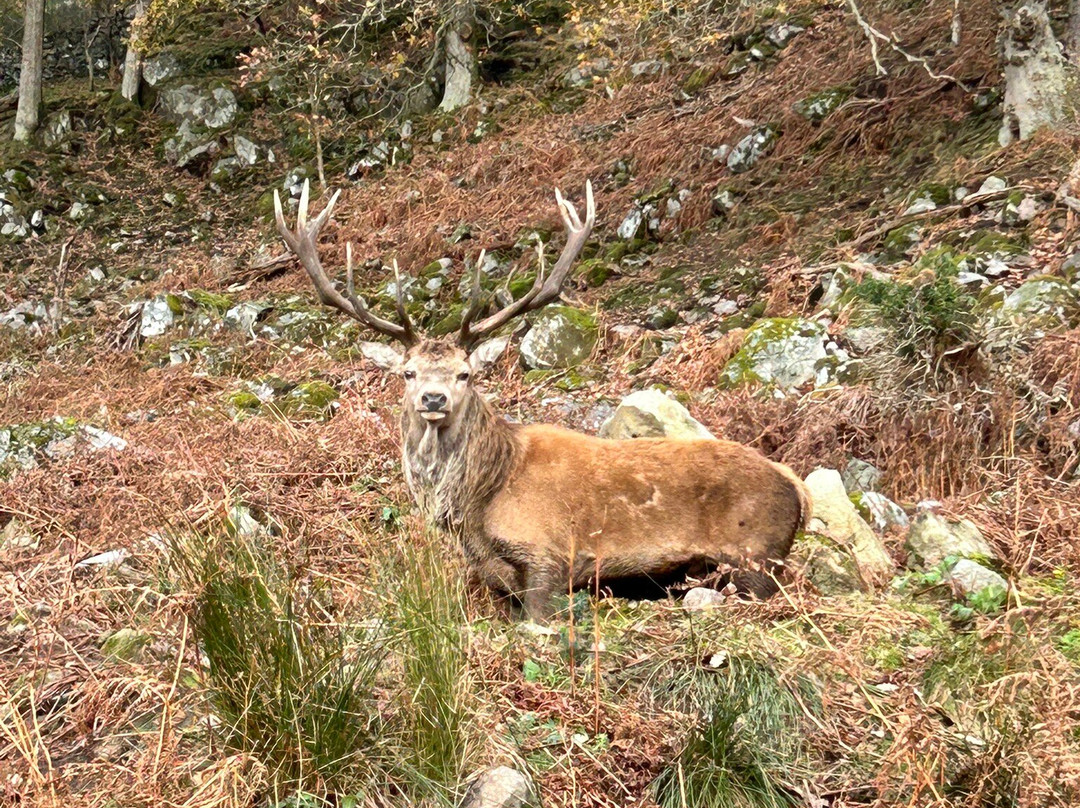Bainloch Deer Park-Dalbeattie必去景点