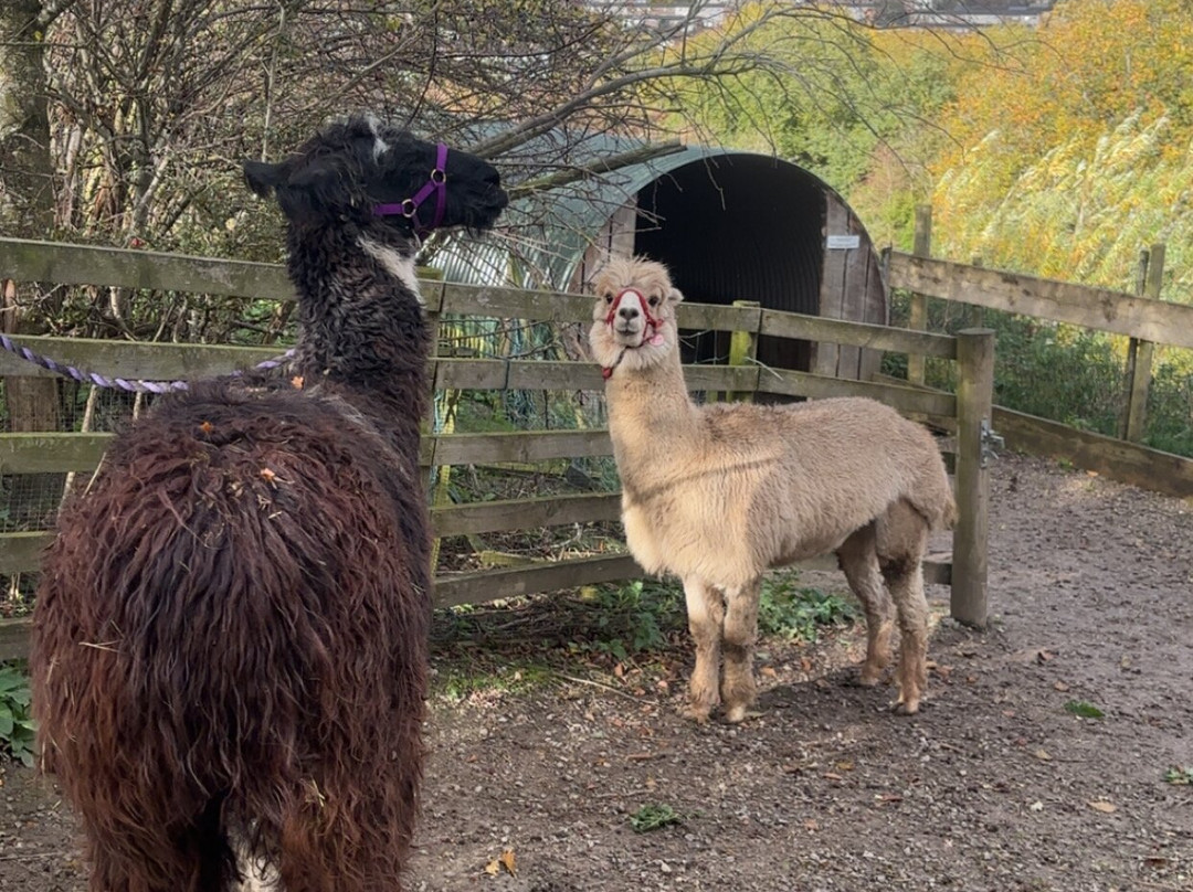 Holly Hagg Community Farm-谢菲尔德必去景点