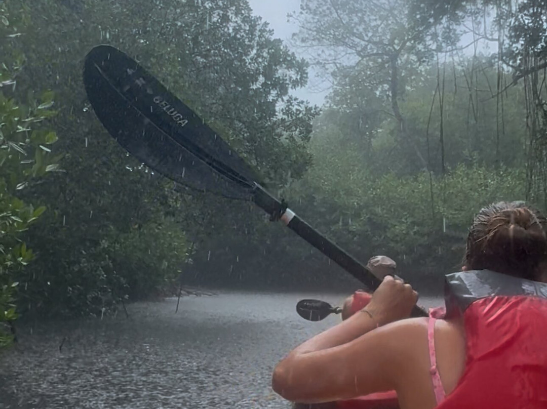 Curaçao Rif Mangrove Park-威廉斯塔德必去景点