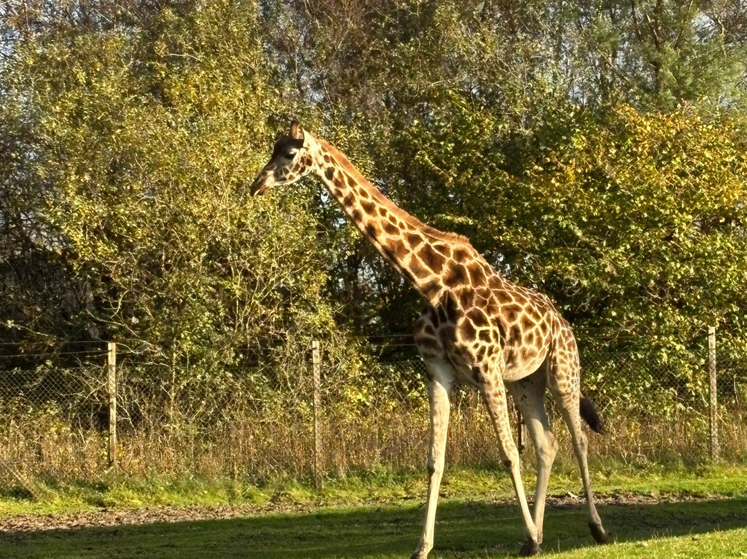 Givskud Zoo - Zootopia-Give必去景点