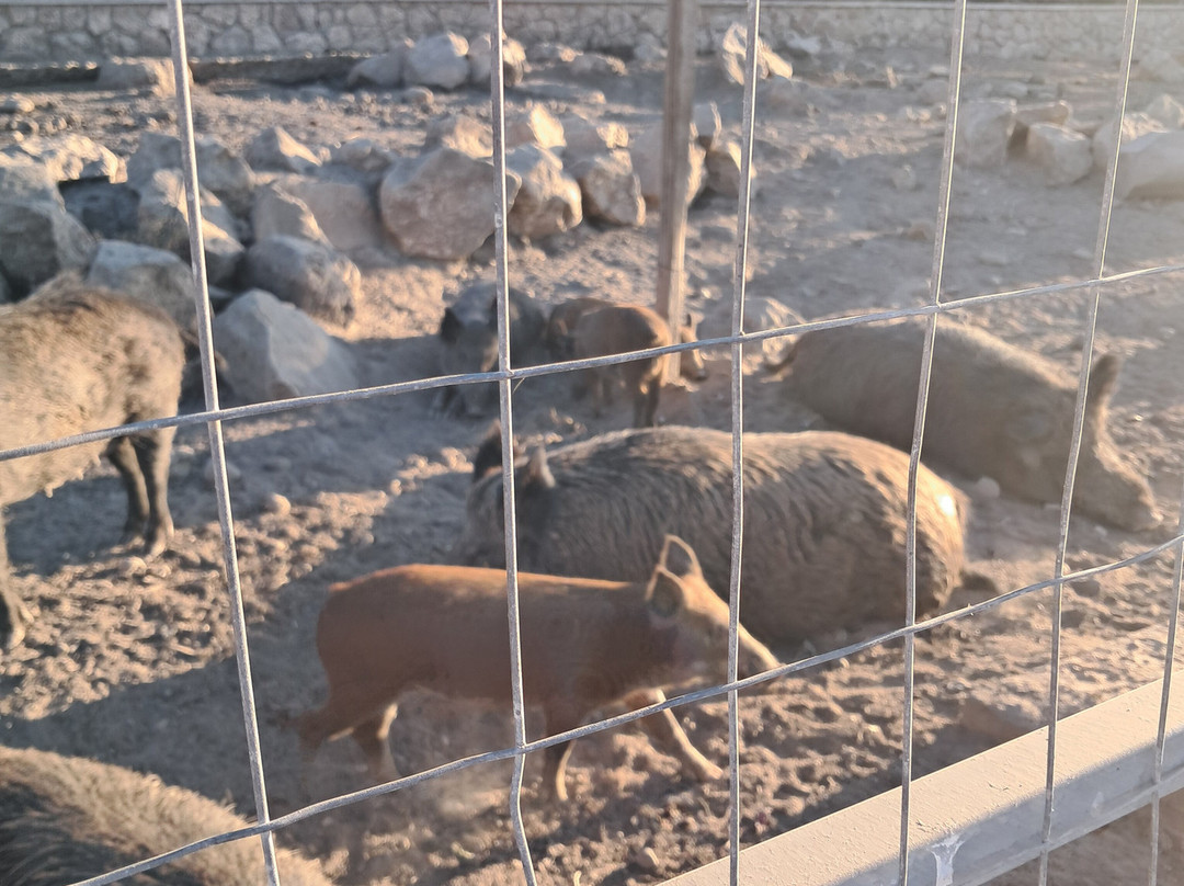 Farma of Rhodes Petting Zoo-罗德斯必去景点