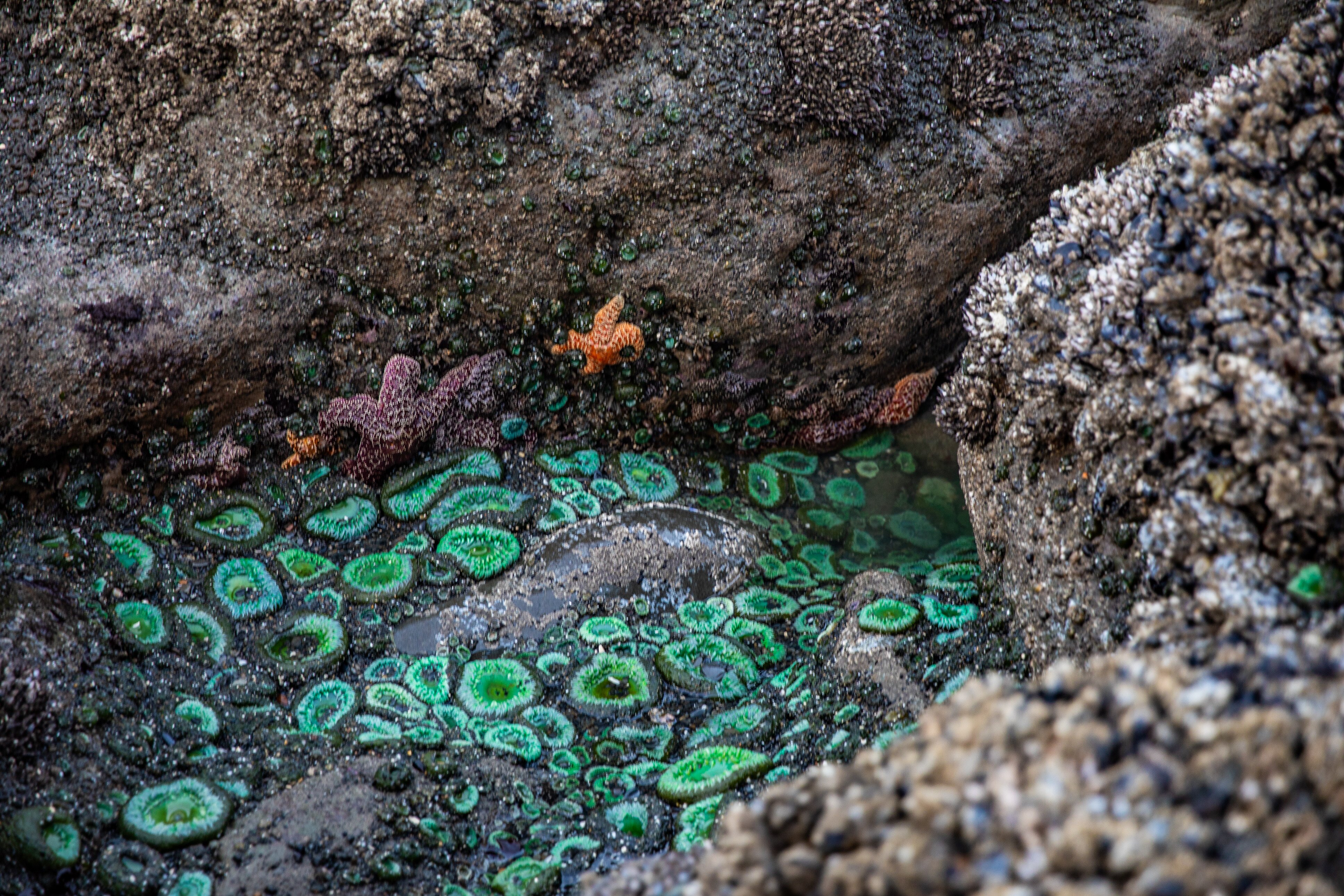 卡拉洛奇旅馆-泳池
