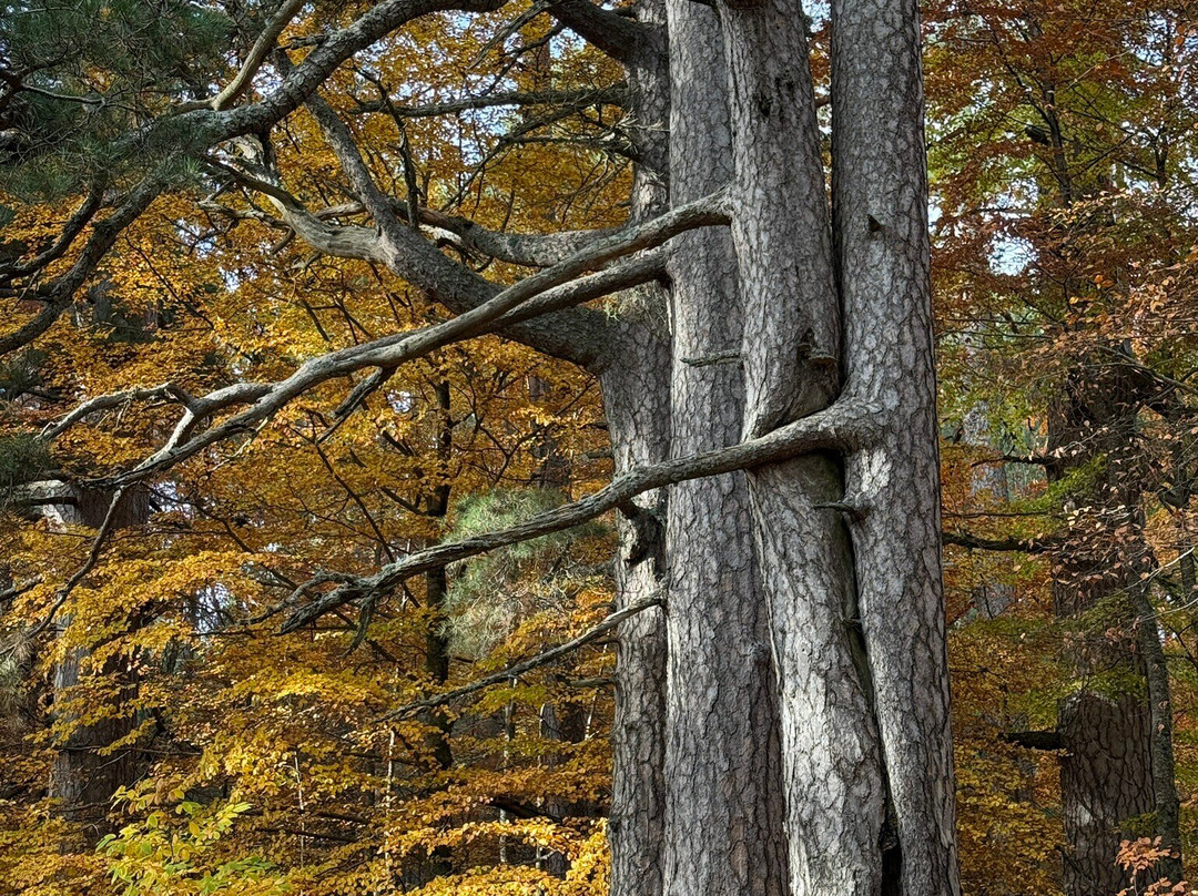 I Giganti Della Sila-Spezzano della Sila必去景点