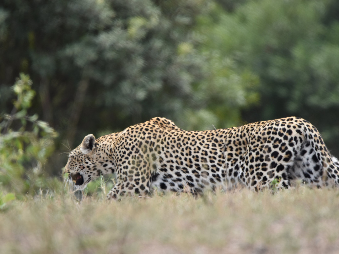 Dél-afrika-mozambik-尼斯普鲁特必去景点