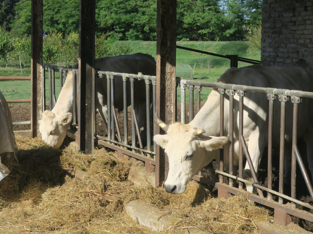 安提卡柯尔特帕拉西纳利来酒店主图