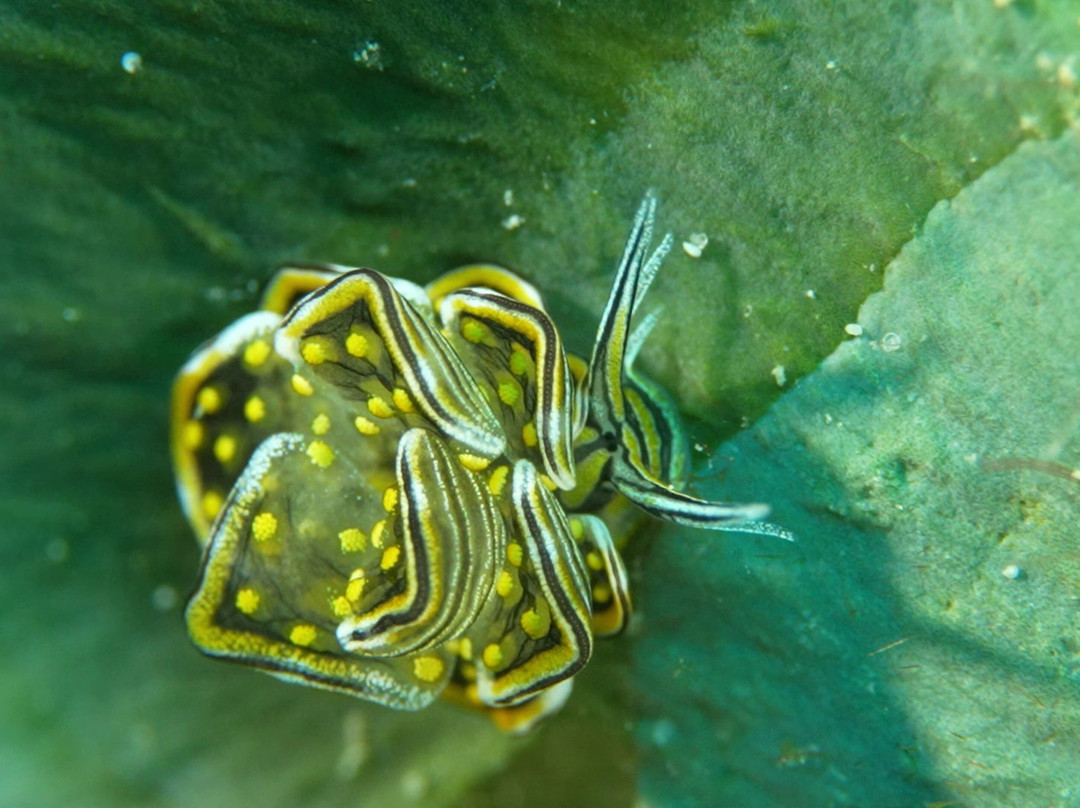 岗嘎岛度假村主图