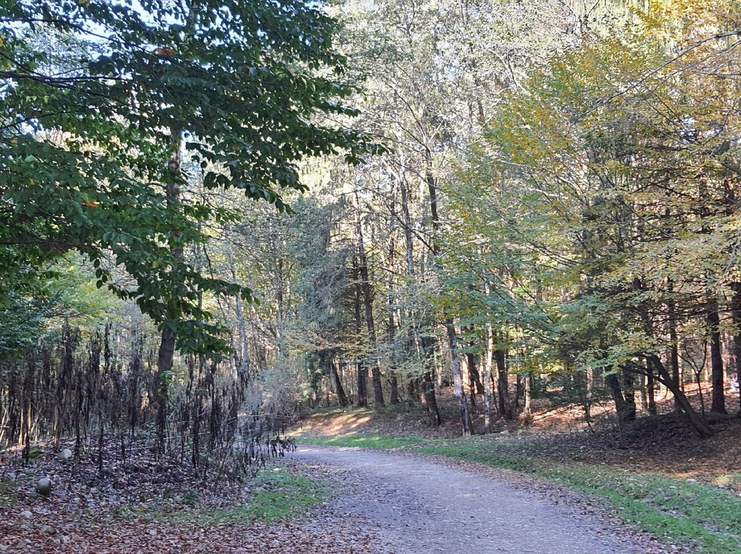 Mersisi Forest (sangdeh forest)-Sari必去景点