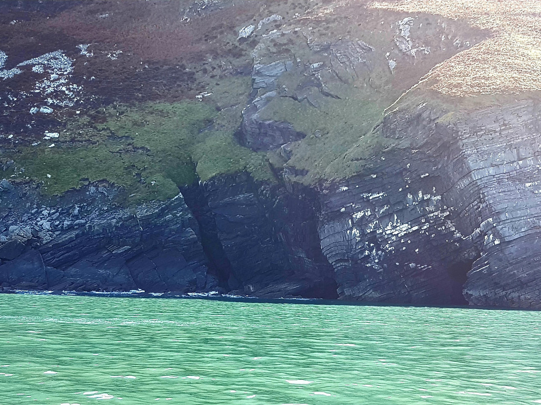 Dolphin Spotting Boat Trips (by New Quay Boat Trips)-纽基必去景点