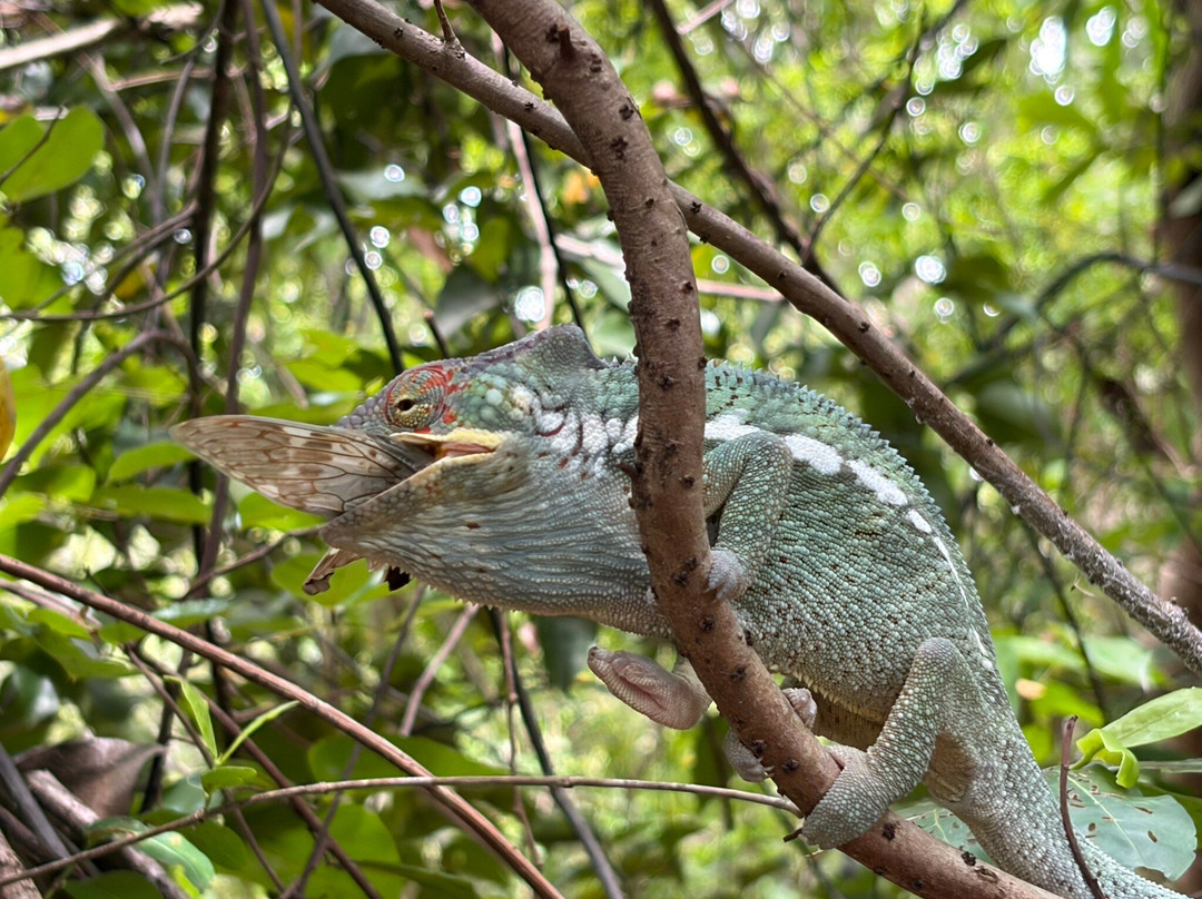 Colours Of Madagascar-Hell-Ville必去景点