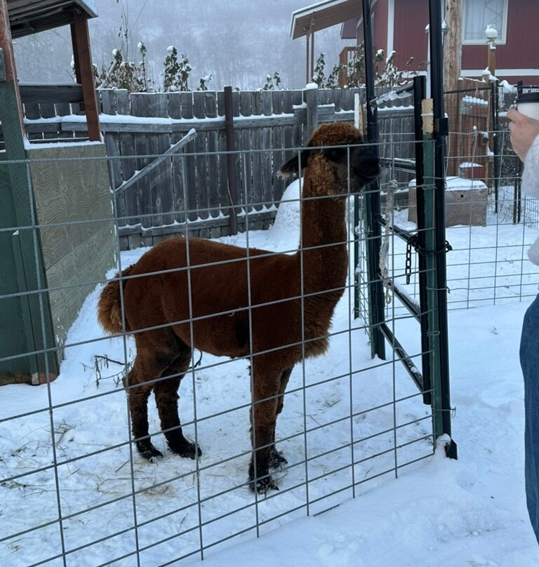 Reindeer Farm-帕尔默必去景点