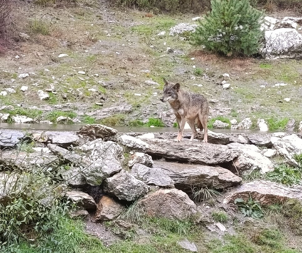 Centro del Lobo Iberico-Puebla de Sanabria必去景点