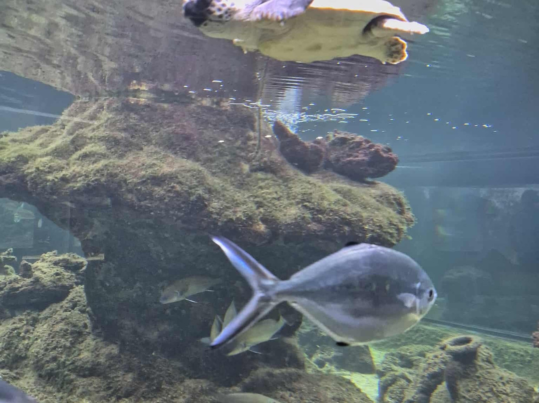 Acuario Municipal-圣波拉必去景点