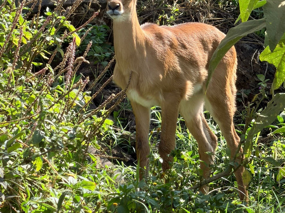 Hyrax Safaris-Ololaimutiek必去景点