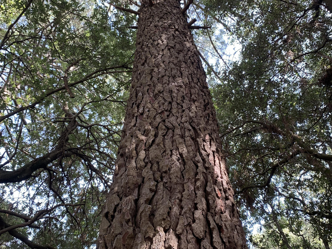 Site archéologique de Cucuruzzu-Levie必去景点