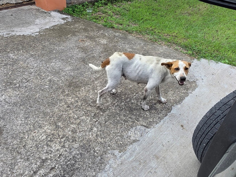 Jah-T Car Rental-圣 约翰必去景点