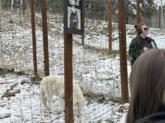 Colorado Wolf and Wildlife Center-Divide必去景点
