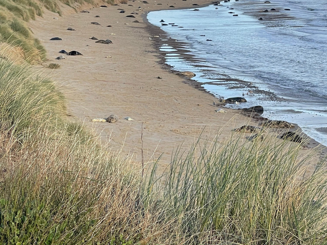 Winterton Dunes-Winterton-on-Sea必去景点