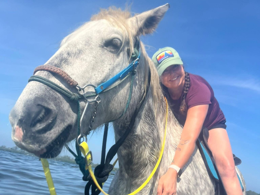 Florida Beach Horses-布雷登顿必去景点