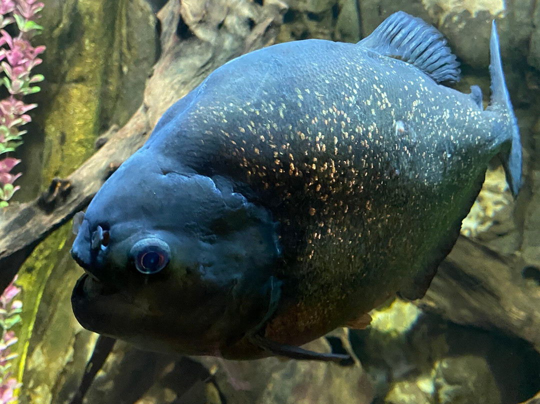 Lakes Aquarium-Newby Bridge必去景点
