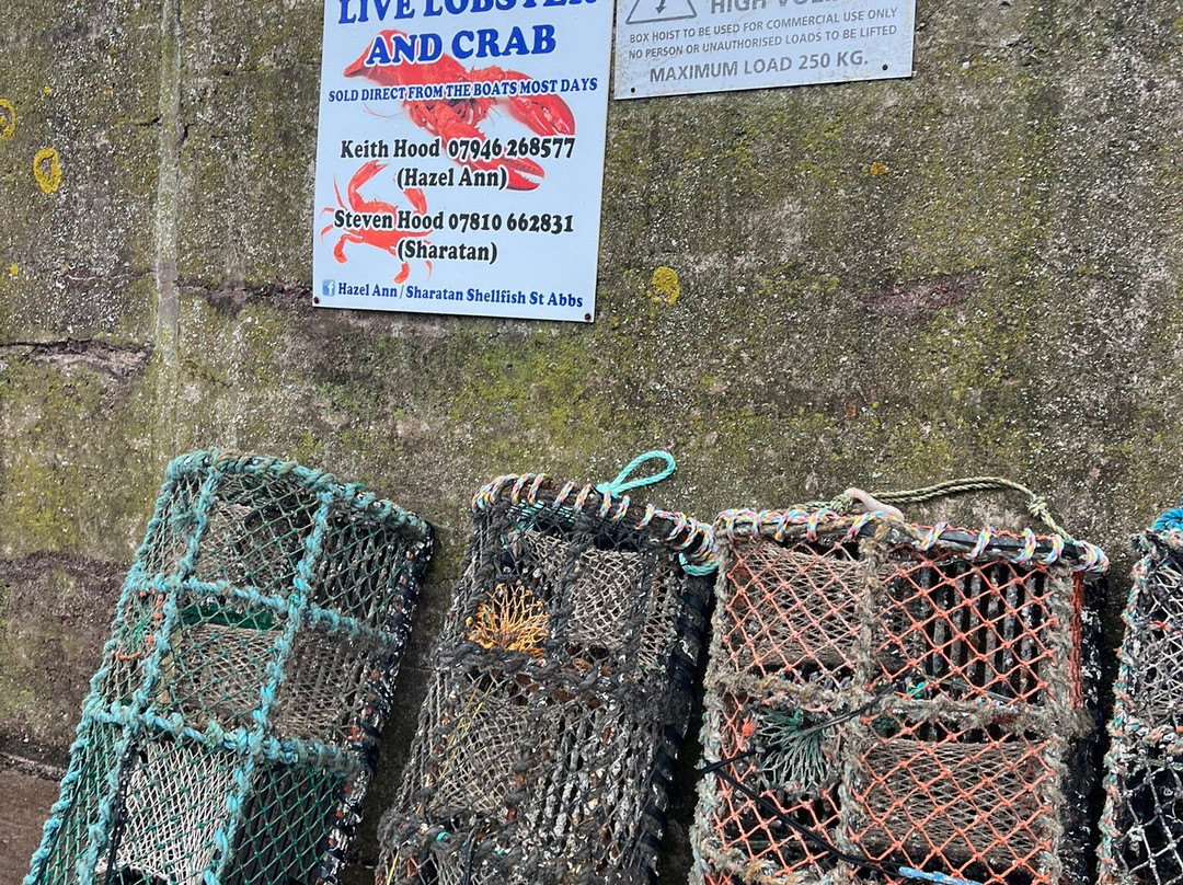 St Abbs Harbour-St Abbs必去景点