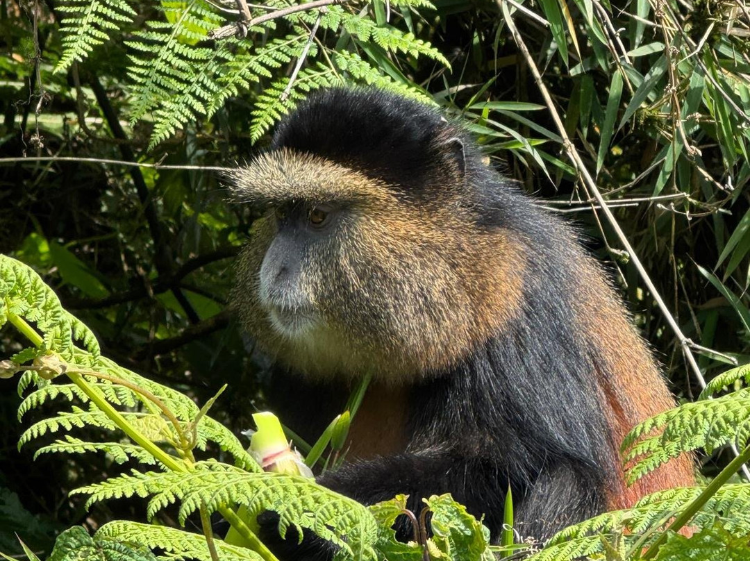 Katona Tours and Travel-吉佳利必去景点