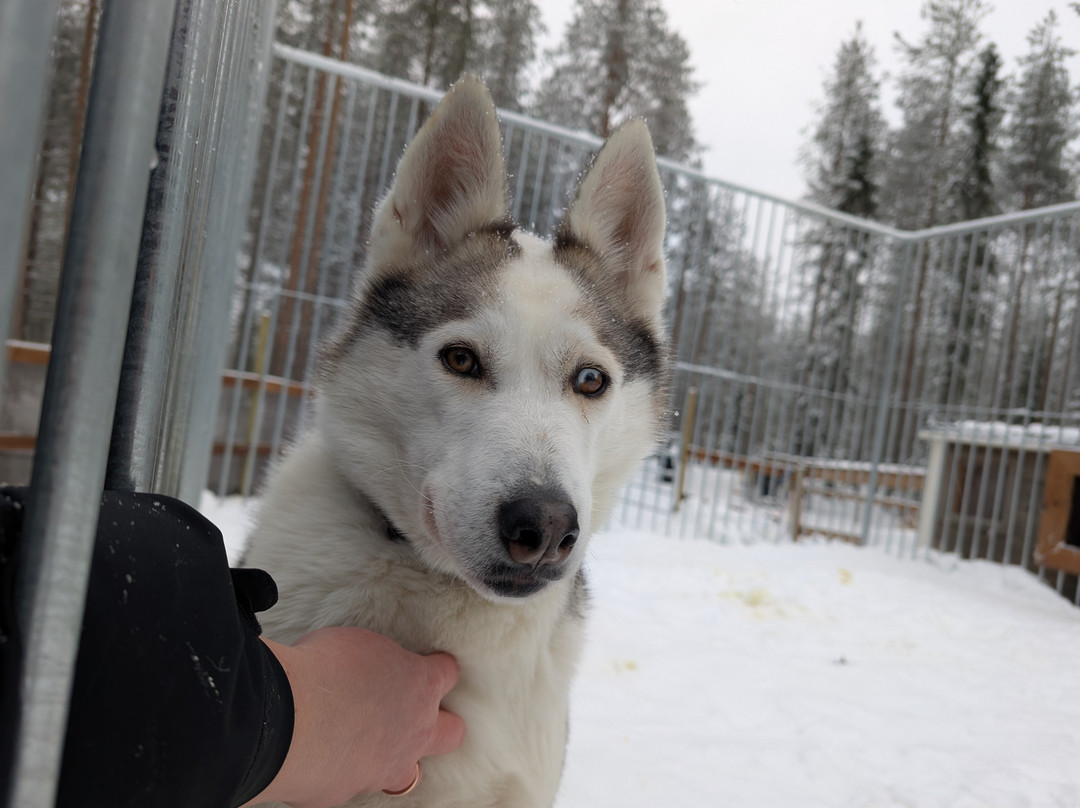Arctic Circle Husky Park-罗瓦涅米必去景点