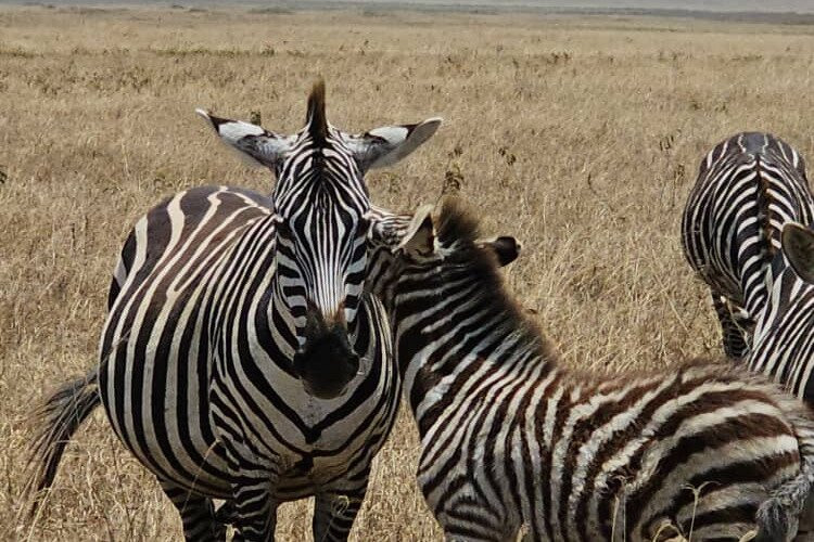 Walking Safaris,City Tour