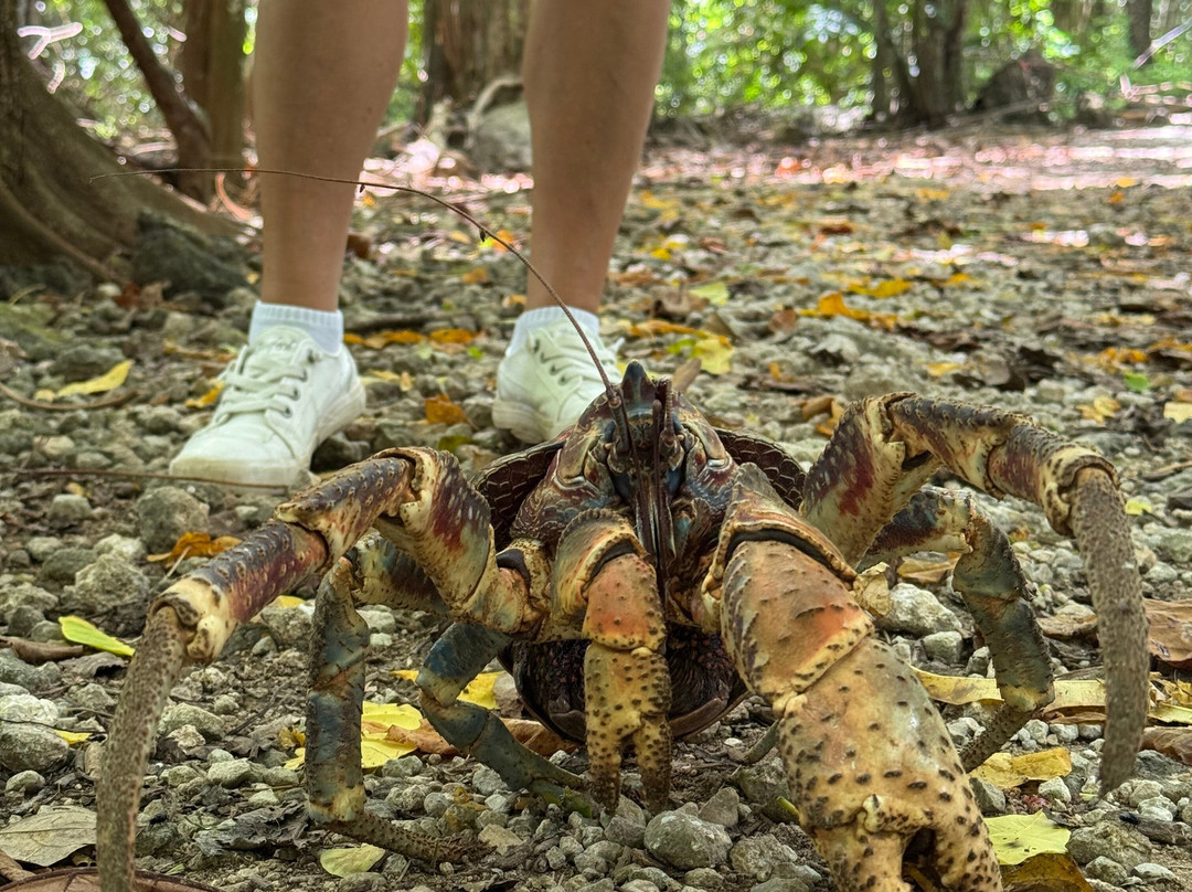Indian Ocean Experiences-圣诞岛必去景点