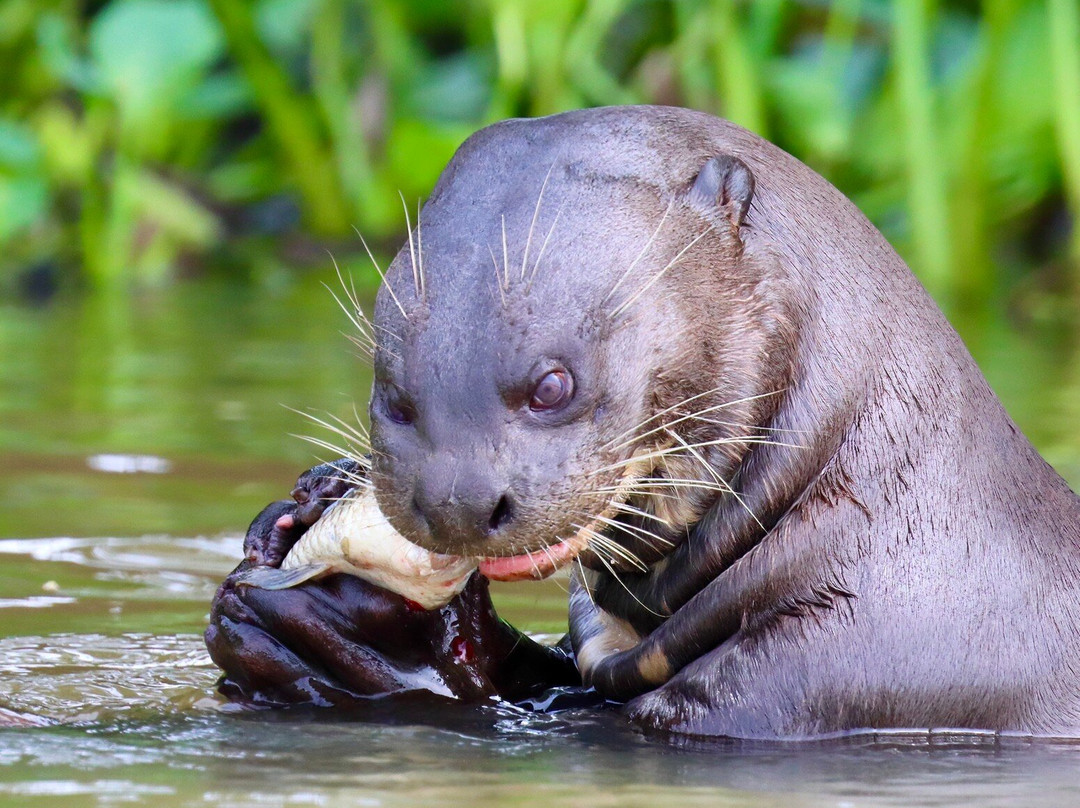 Pantanal Jaguar Safaris-Chapada dos Guimaraes必去景点