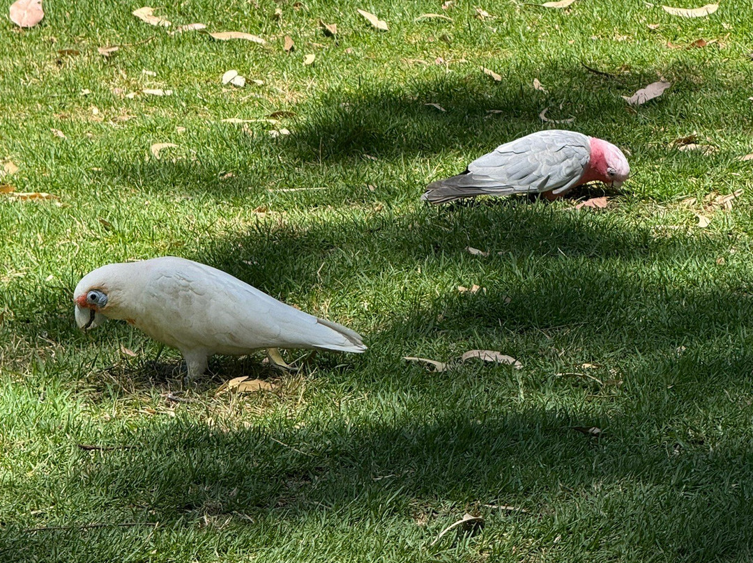 Neil Hawkins Park-Joondalup必去景点