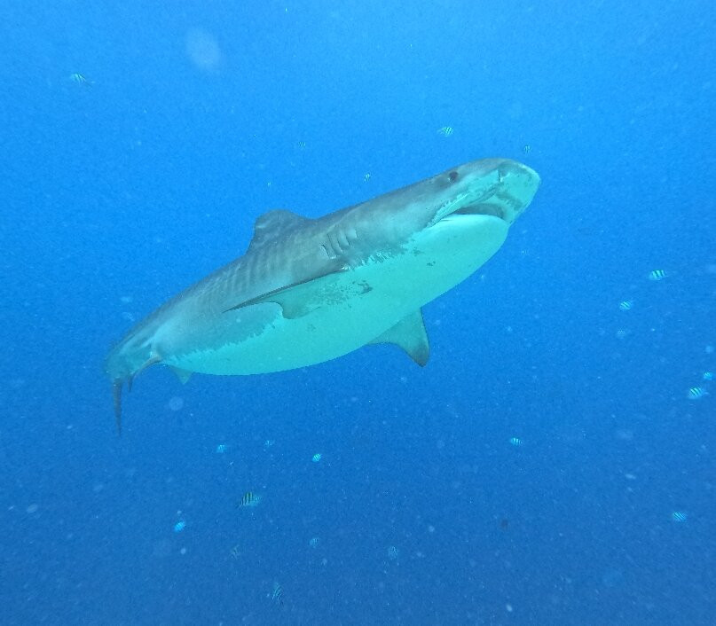 Scuba Butler Fuvahmulah-Fuvahmulah必去景点