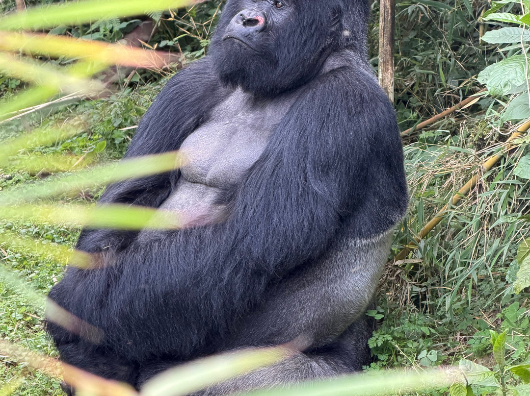 Sambora Kinigi主图