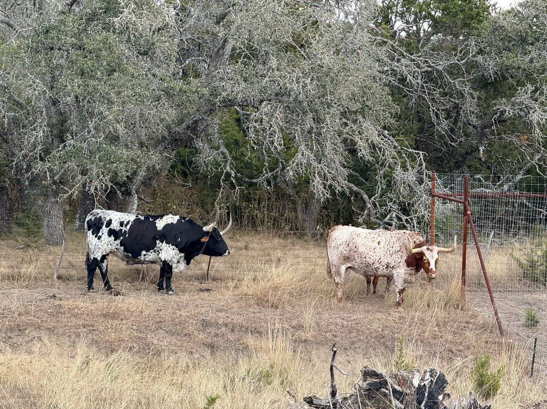 Grapetown Vineyard-弗雷德里克斯堡必去景点