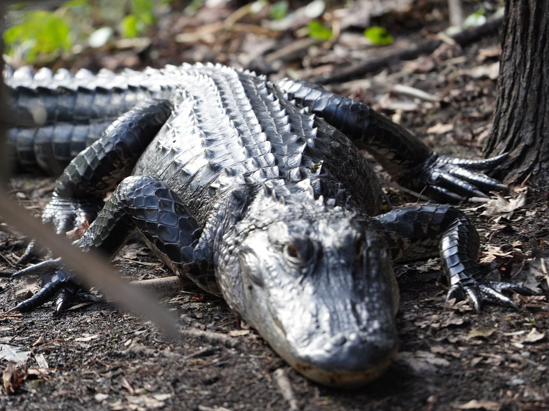 Airboat And Gator Charters-De Leon Springs必去景点