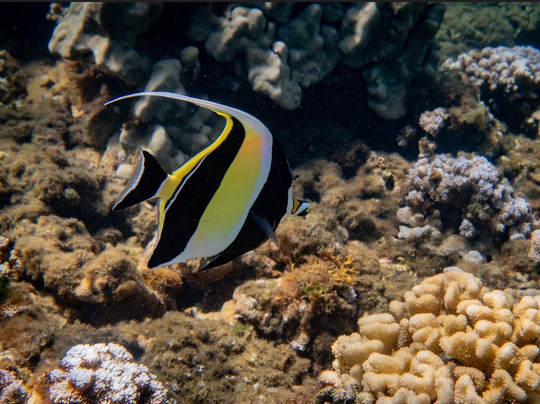 Ocean Project Maui LLC-拉海纳必去景点