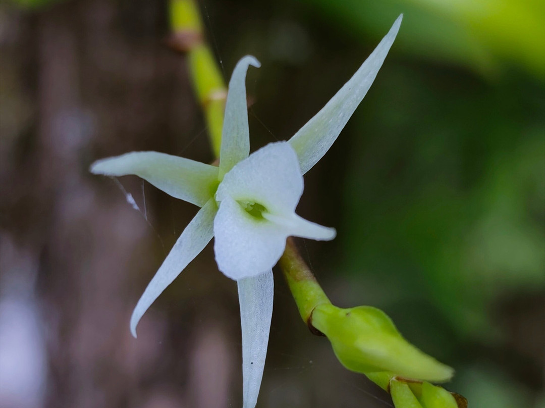 Grande Montagne Nature Reserve-罗德里格斯岛必去景点