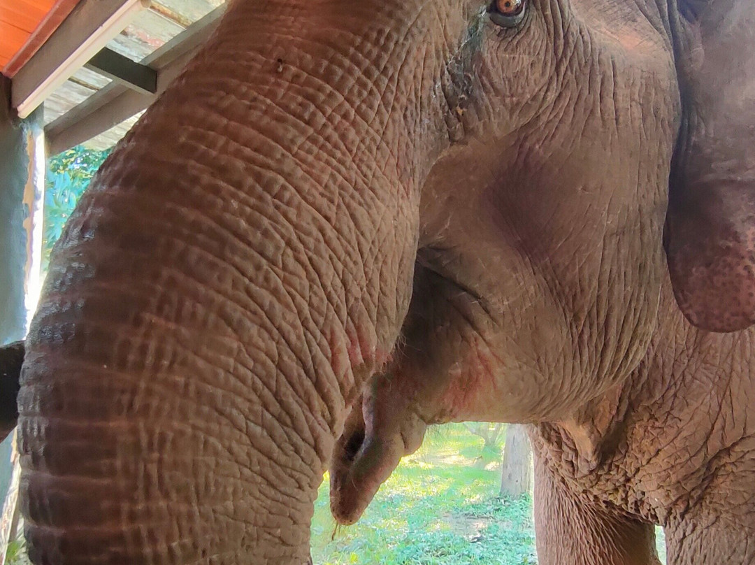 Manifa Elephant Camp-Sang Ha必去景点